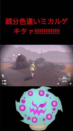 【ポケモンアルセウス】入手難易度が高い色違い親分ミカルゲをゲットする最高の瞬間!!!!!!!!!!!!!!