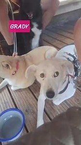 GRADY - so viel gelernt, so viel Hoffnung #zuhausegesucht #adoptme