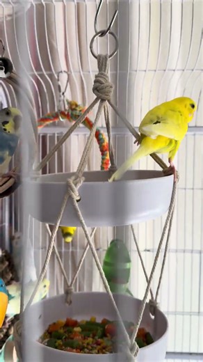 You’ll Be Surprised What My Budgies Eat in the Morning! #birds #birdfeeder #budgies