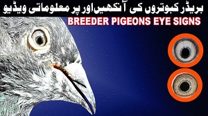 698K views · 10K reactions | In this video watch some out standing Breeder pigeons Eye Signs and Feather. All these Pigeons are extra ordinary Breeding Result. They are producings good flyer off springs. If you wants to know how look a breeder pigeons must watch this video. #PIGEON_MASTER | PIGEON MASTER | Facebook
