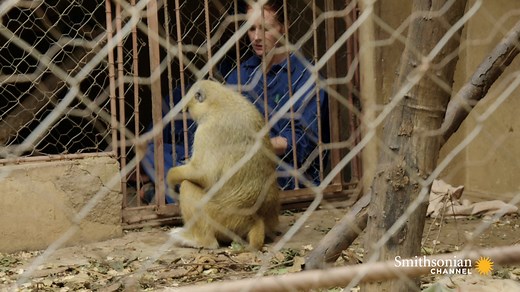 3M views · 10K reactions |  Sound ON for the fascinating story of a baboon family in crisis. Challenges like these are everyday life for the dedicated team on Malawi Wildlife Rescue. This inspiring new show premieres Wednesday at 9 PM, right after Cher & The Loneliest Elephant | Smithsonian Channel | Facebook