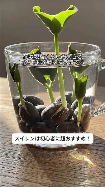 All it needs is water to survive! This 10-variety mixed lotus seed pack blooms with a luxurious f...