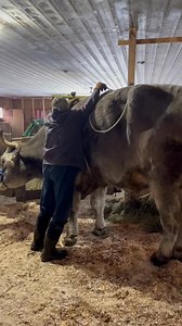 We found a hoof trimmer who is experienced with trimming large oxen! Unfortunately, Tommy was wayyy too big to fit in any holding chute where we normally have cows trimmed. Instead we needed to lay him down in order for him to be trimmed. Using a special technique we were able to gently get Tommy laying down and secure enough to safely work on his feet. #tommytheox #hooftrimmer #firemanfarmer | Dairygoatmother