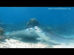 Tiger Sharks Feeding on Manta in Palau! - Diving Palau with Neco Marine
