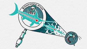 6.7K views · 67 reactions | Why do the fish we eat contain mercury?...