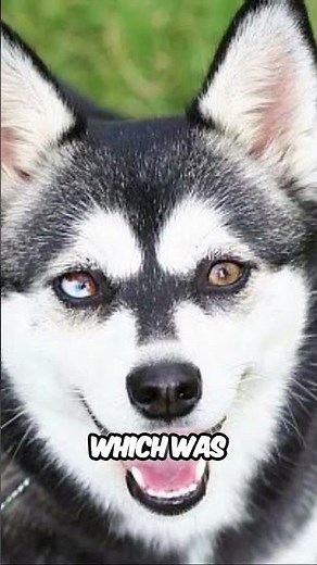 Origins of the Alaskan Klee Kai