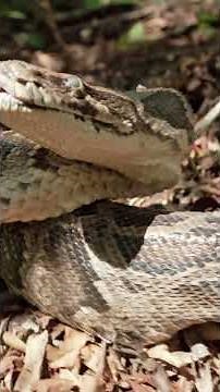 Hunting Dog Tracks Down Pythons 🐍🐕 | Swamp People: Serpent Invasion | #Shorts | History