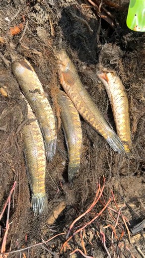 14K views · 57 reactions | Primitive Fishing Video | MR Fishing Life | Facebook