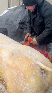 1.3M views · 9K reactions | Acoperă cu pătura udă, pentru a menține șoriciul moale | Eugen Danca | Facebook