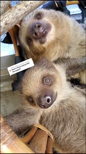 Adorable Baby Sloths Cuddling for Ultimate Cuteness