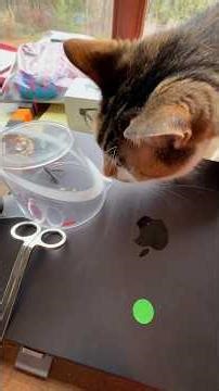 Wasp-Cat-Human (Part 1/3)