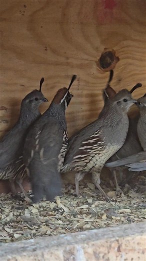 Gamble Quail | Woods R Wild Gamebirds | Facebook