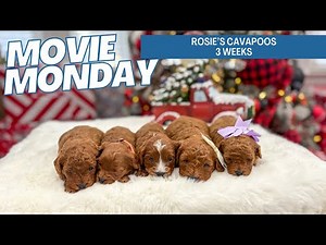 Rosie's Cavapoo Puppies 3 weeks