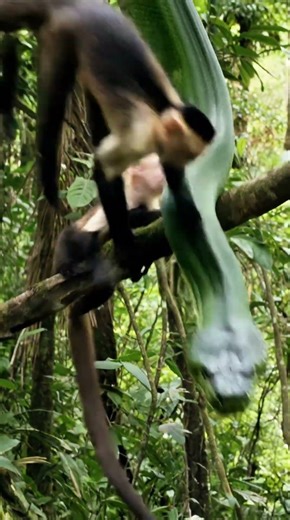 What Happens When 10 Monkeys Attack One Python