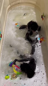 308K views · 12K reactions | Kevin’s FIRED!!  His job during bath time is once they are done to let no one out or no one back in. You’ll see at the end he failed. Not his fault he say’s. *lucy & Bear was already out  #monkey #good #goodtimes #funny #laugh #happiness #cute #goodvibes #bepositive #dailymotivation #cute #Sweet | Our Life Adventures | Facebook