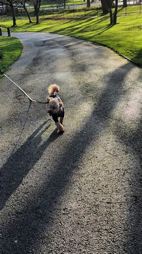Just a happy little pup living his best life #pippy #totpoodle #love #baby #ralph