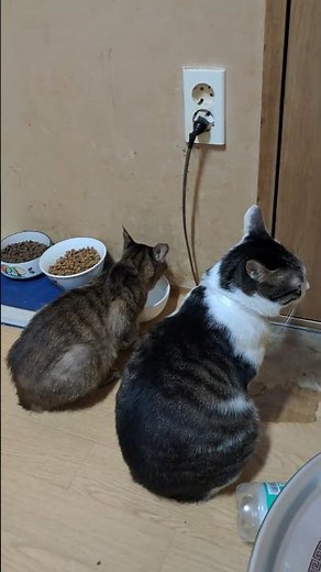 물 먹는 큰아이 까미와 보디가드 건이😅 오늘도 평범한 일기를 써 내려갑니다 😄 구독ㆍ좋아요 는 아이들 돌보는데 큰 힘이 됩니다 감사합니다 😁