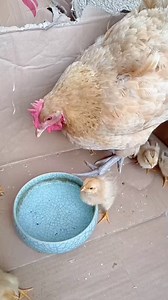 1M views · 4.7K reactions | https://goshopify.store #fypシ #viralshorts #hacksandtips #chiken #shopping #reviews #viral_video #gadgets #howto #aminals | Raising Chickens | Facebook