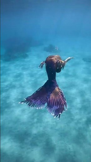 Mermaid Swimming in the Ocean #mermaid #professionalmermaid #mermaidtail
