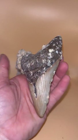 4.6” Barnacle Beauty Megalodon Tooth Fossil, Hand Recovered Prehistoric Shark - Etsy