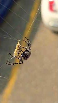 How Spiders Wrap Their Prey (and Why It’s So Cool)