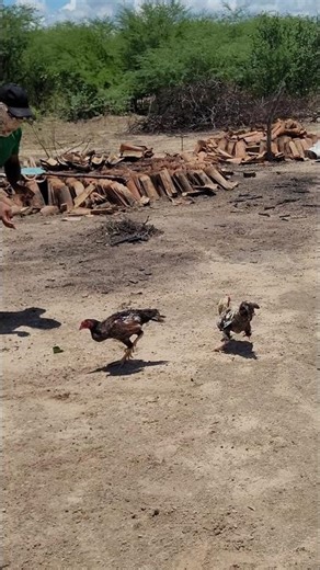 Testing out an idea to catch chickens #idea #test #lifehack #lifehacks