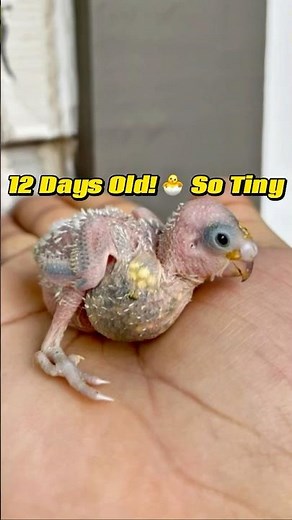Day 12 Baby Budgie Growing Fast! 🐥💛