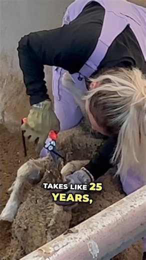 Hoof Trimming 90 Sheep 🐑 #sheep #hoof #sheephoof