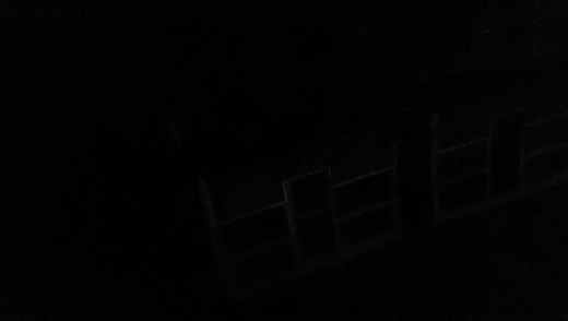 Want to hear what a grey fox sounds like? This is Nikita our Grey fox making calls! | Saveafox Corporation