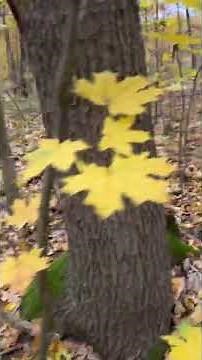 Vaska and his aggression) #boar #forest #animals #pig #nature #animals #newvideo #new #news #disney