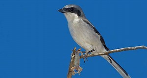 Loggerhead shrikes violently fling and then impale their prey | Science News