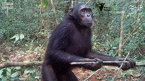 Rare footage shows endangered chimpanzee using stick tool in Gabon