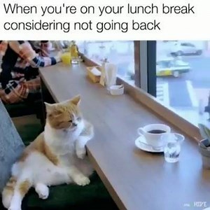 49K views · 1.7K reactions | 樂 Join our group: Purrtacular | Purrtacular | Facebook