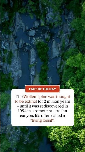 Facts about the amazing Wollemi pine!