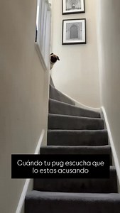 🤣🤣🤣#pugslifemexico #puglover #pug #puglove #puglovers | Pugs Life México