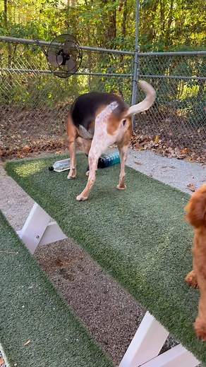 Say hello to Cutter, Timone, Monty & Molly, Chloe, Rosie, Probate, and McDubh! Cutter finds a squirrel and Timone poses on the picnic table! | Adam's Folly & Animal Ally Action Fund