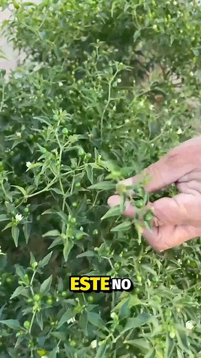 No es fácil sembrar chiltepín, y en general sembrar cualquier fruto o verdura. | Alejandro Corrales Félix