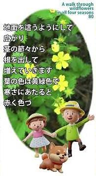 四季の野草 散策 80 蛇苺ヘビイチゴ#植物#自然散策#野の花#日本在来種