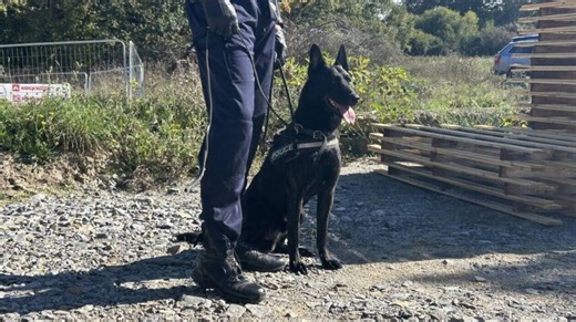 Les policiers de Saint-Nazaire adoptent un nouveau chien pour la recherche de stupéfiants Lire ici ➡️ https://l.ouest-france.fr/jaF0 | Ouest France Saint-Nazaire