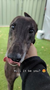 16K views · 560 reactions | Daisy has arrived back from foster (with glowing reviews we might add!) to *hopefully* find her forever home this Senior Saturday  Our special event for our hounds 6 years and over. Fee waived, free bag of feed and a new best friend? Sounds like a pretty good Saturday to us!  #gap_vic #GreyhoundAdoptionMonth #SeniorSaturday | Greyhound Adoption Program VIC | Facebook