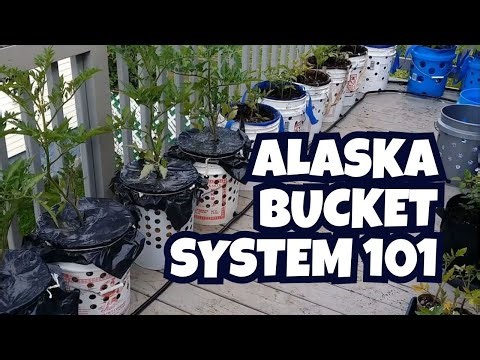 Alaska Bucket System 101 – Complete DIY Guide (Plan, Build & Grow in 5 Weeks!)