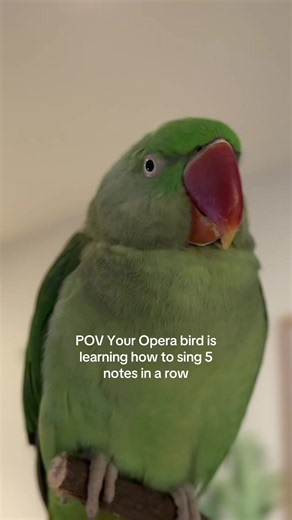 Opera bird learning 5 notes in a row — singing parrot progress