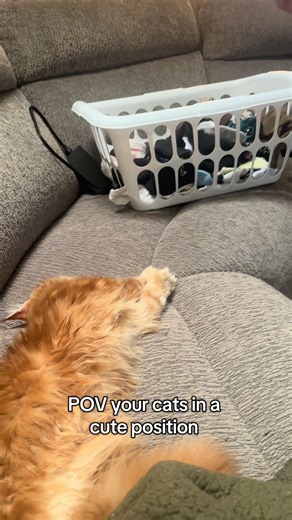 Capturing the Cuteness of Maine Coons