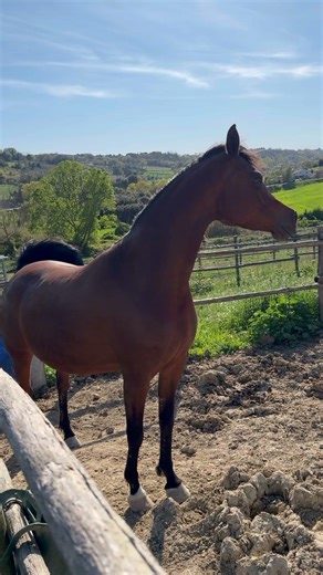 SCUDEA HADIA 🌹🌼 Wadee Al Shaqab X Ps Palestrina.