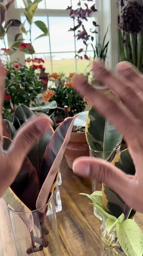 Ruby Ficus Water Propagation Update