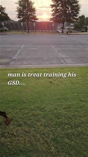 Doberman vs Reactive GSD#WHOISTRAINED??