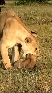 12K views · 388 reactions | Baby lion resisting and fighting mom! #shorts#baby#lion | Puppy Big | Facebook