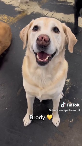 Adorable Yellow Labrador Retrievers Compilation