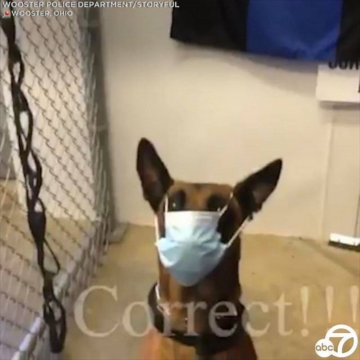 68K views · 1.7K reactions | GOOD DOG! If this dog can do it, so can the rest of us. You're probably seeing people wearing masks the wrong way. So police in Wooster, Ohio, enlisted Lucky the K-9 to demonstrate the dos and don'ts of facial coverings. How to make a no-sew mask at home: https://abc7.la/394X1zj | ABC7 | Facebook