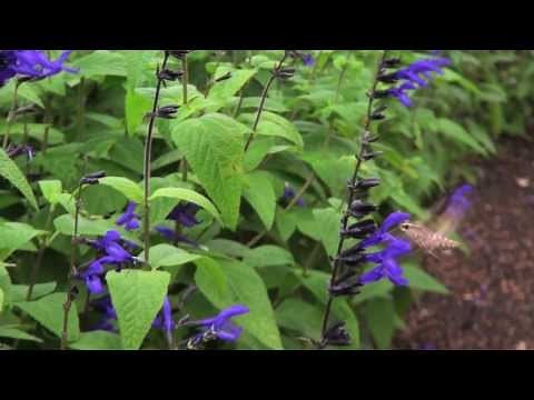 Study Break: White Lined Sphinx Moth
